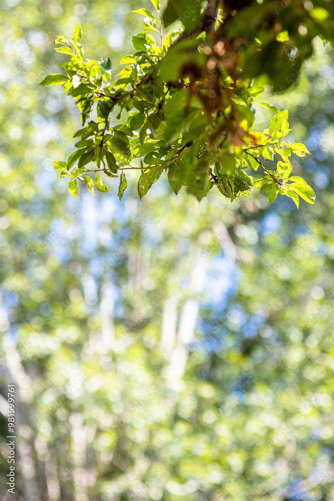 Canvas Prints green leaves and defocuced trees in background