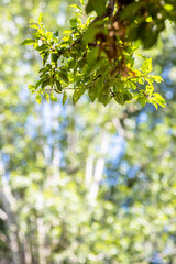 green leaves and defocuced trees in background