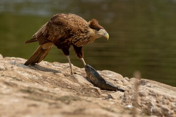 Bird&Fissh