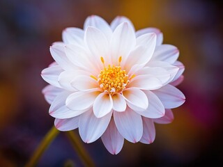 Fototapeta premium A close-up of a white water lily blooming in a serene pond during mid-afternoon, highlighting delicate petals and vibrant colors