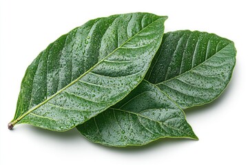 Obraz premium Isolated Glossy Mango Tree Leaves with Broad Green Foliage on a Clean White Background