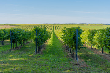 Fototapeta premium Lush Vineyard Fields Under Clear Blue Skies