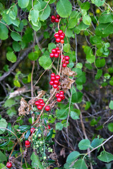 Bryony Vine with Bright Red Berries and Green Leaves in Woodland Scene
