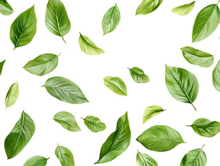 Various green leaves are scattered evenly on a transparent background, showcasing their diverse shapes and textures in a visually appealing arrangement