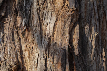 tree bark