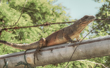 Iguana on fence in the jungle in Mexico.
