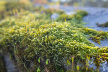 moss