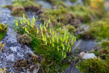 moss