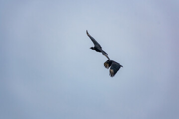 pássaros pretos voando no céu