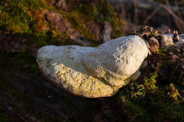 mushroom