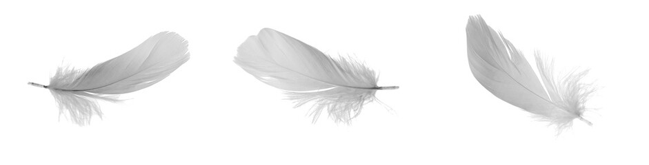 white goose feathers on a white background