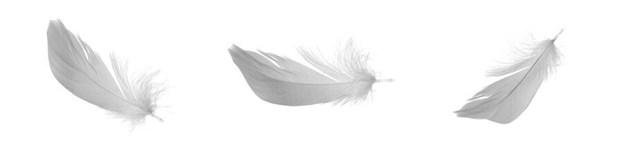 white goose feathers on a white background