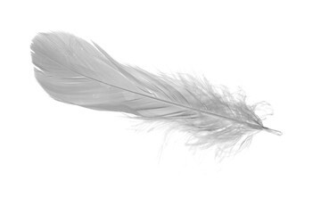 white goose feathers on a white background