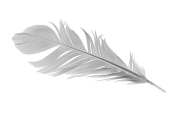 white goose feathers on a white background