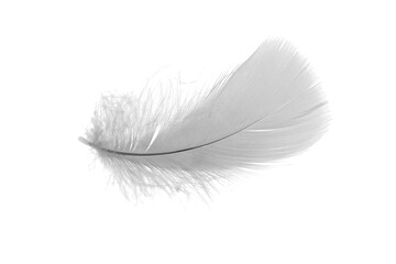 white goose feathers on a white background