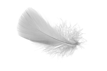 white goose feathers on a white background © Krzysztof Bubel