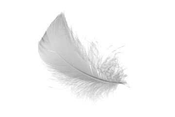 white goose feathers on a white background
