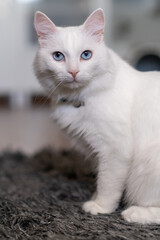 Obraz premium The elegant white cat with blue eyes sits serenely on a plush rug, exuding charm and curiosity in a cozy indoor setting