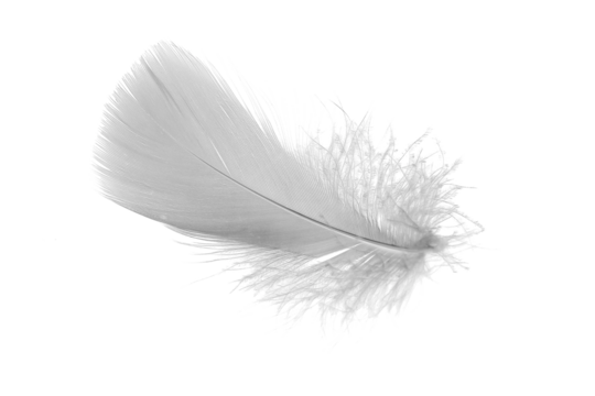white goose feathers on a white background