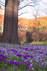 crocuses