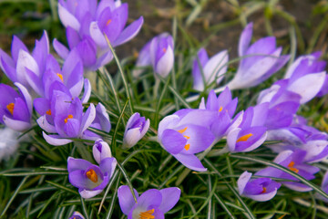 crocuses