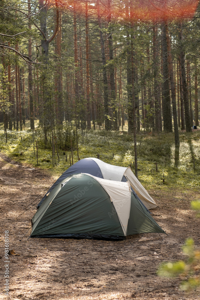 Poster two tents are set up in a tranquil forest, surrounded by tall trees on a sunny day, perfect for a pe