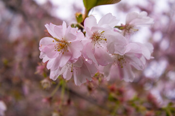 sakura