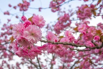 sakura