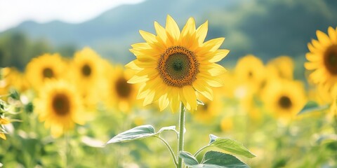 Fototapeta premium A single sunflower blooms in a field of sunflowers.