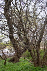 Obraz premium forest