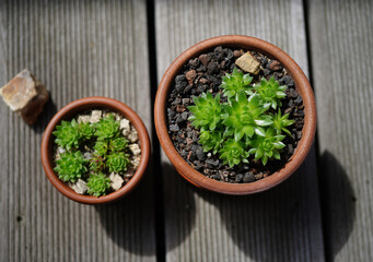 image of potted ball houseleek (Sempervivum globiferum).