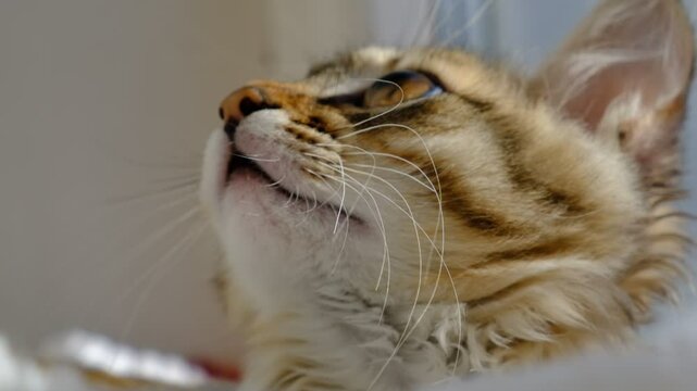 Close-up portrait of cute  kitten. Tabby cat relaxing and looking window. funny pets. Morning bedtime at home.