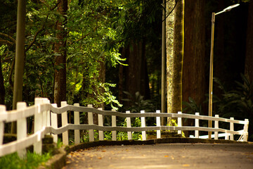 Estrada com cerca branca, poste e árvores as margens. 