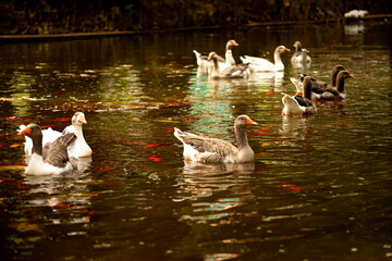 Patos nadando em lago dentro da Mata Atlântica Brasileira cheio de carpas coloridas. 