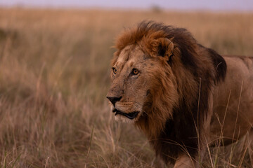 Löwenmännchen abends in Afrika