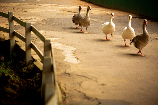 Patos andando em fila em uma estrada de cimento cercada por cerca de ripas de madeira. 