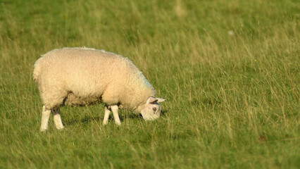 sheep, lamb, animal, farm, wool, grass, 