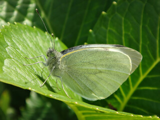 White butterfly(Pieris sp.), also known as cabbage butterfly resting with closed wings