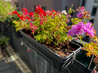 Blooming pink red Geranium pelargonium flowers in decorative flower pot hanging on a balcony fence...