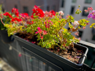 Blooming pink red Geranium pelargonium flowers in decorative flower pot hanging on a balcony fence in autumn time
