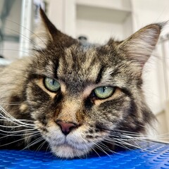 cat lying on table. close up head of grey spotted Maine Coon with green eyes and white long whiskers on blue table in grooming salon during brushing. calm cat