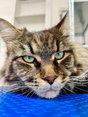 cat lying on table . close up head of grey spotted Maine Coon with green eyes on blue table in grooming salon