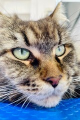 the cat is lying on the table. close to the head of a gray spotted Maine Coon with green eyes and white long whiskers on a blue table. calm cat