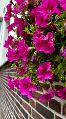 outside the house against the background of a brick wall on the window of an apartment fuchsia petunias are blooming