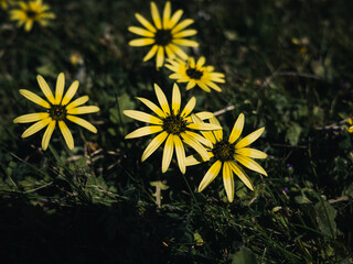 Yellow flowers in the park