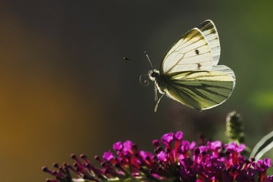 A green-veined white (Pieris napi) hovering over purple flowers against a dark background, Hesse, Germany, Europe