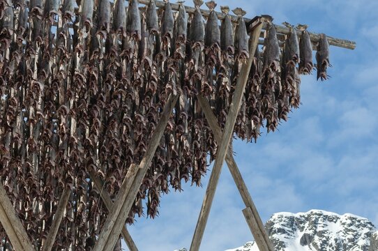 Cod from the Barents Sea, dried fish production, Reine, Lofoten Island Moskenes&oslash;ya, Moskenesoya, Lofoten, Northern Norway, Norway, Europe