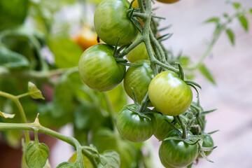 Green tomatoes in a greenhouse plantation