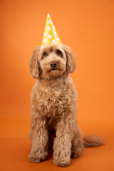 A Labradoodle with curly fur sits wearing a yellow party hat, set against an orange background.