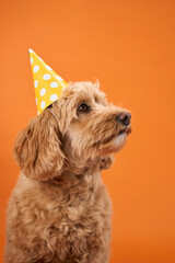 A Labradoodle with curly fur wears a yellow party hat, posing against an orange background.